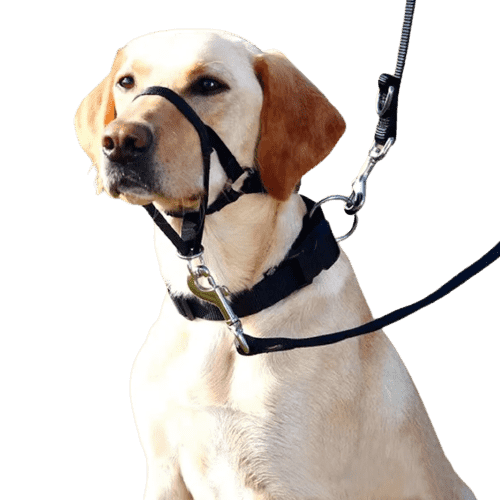 Best halti outlet head collar