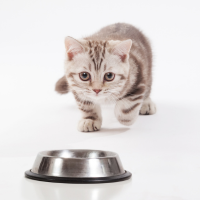 Cat Bowls & Feeders