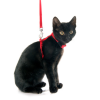 Cat Leashes, Collars & Harnesses