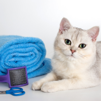 Cat Training & Cleaning