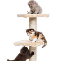 Cat Trees, Condos & Scratchers