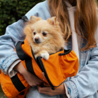 Dog Carriers & Travel