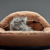 Cat Beds