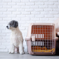 Dog Crates, Pens & Gates