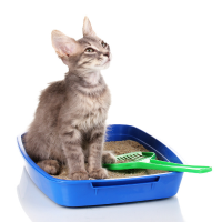 Cat Litter & Accessories