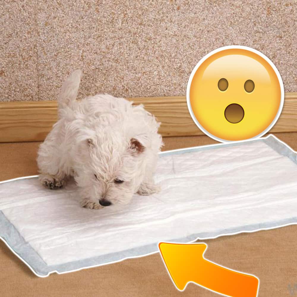large size, 80 count, high-quality puppy pad | leak-proof for hassle-free house training2