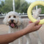 The Ultimate Dog Ring Toy
